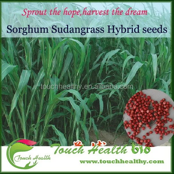 2021 контейнер для хранения семян сорго из Судана