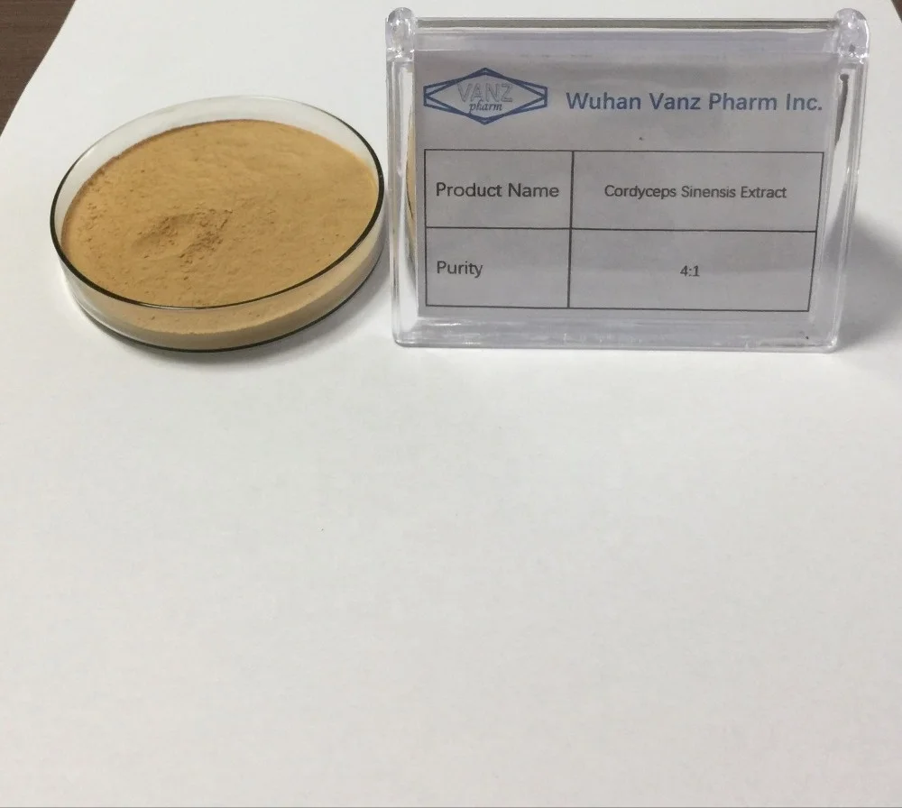 
High quality cordyceps sinensis extract 4:1 