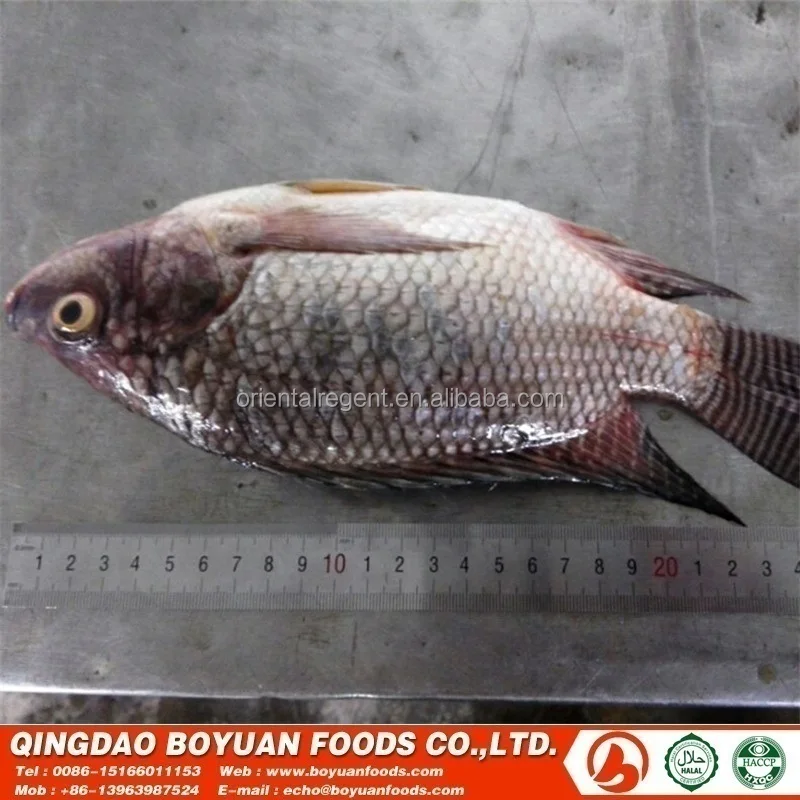 
tilapia gutted and scaled quick frozen 