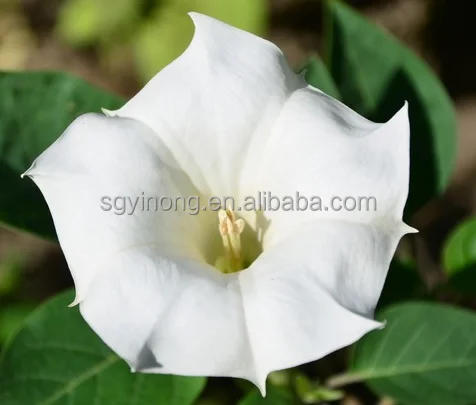 
High disease resistant hybrid f1 petunia seed flower seeds for planting 