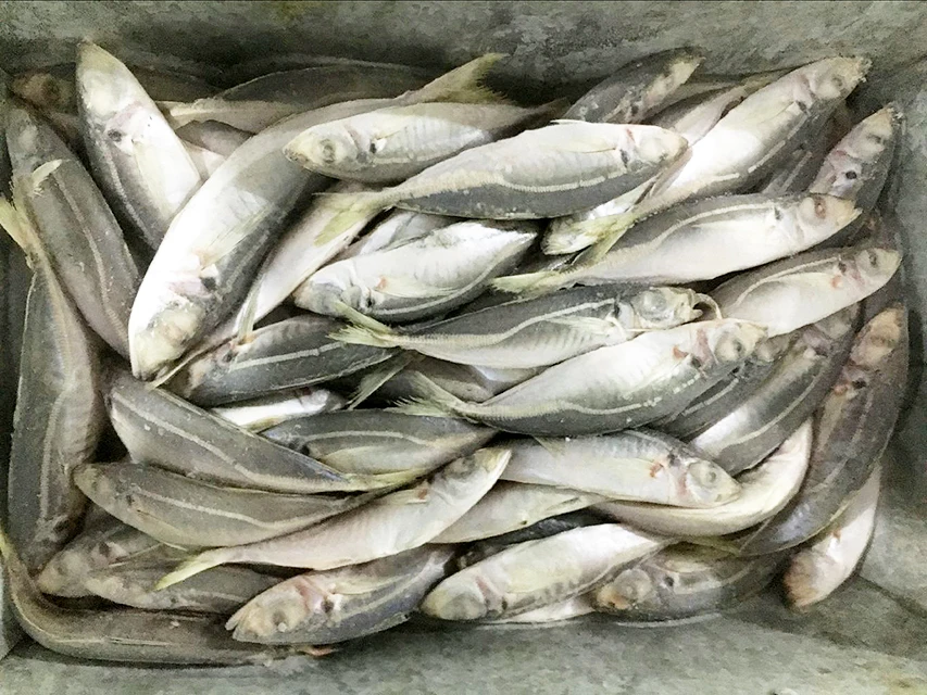 Высокое качество Замороженные Layang ставрида весь раунд