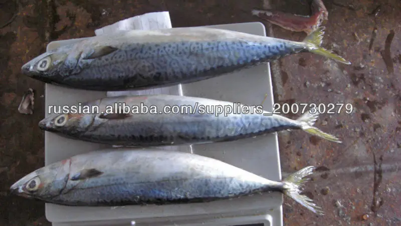 frozen pacific mackerel