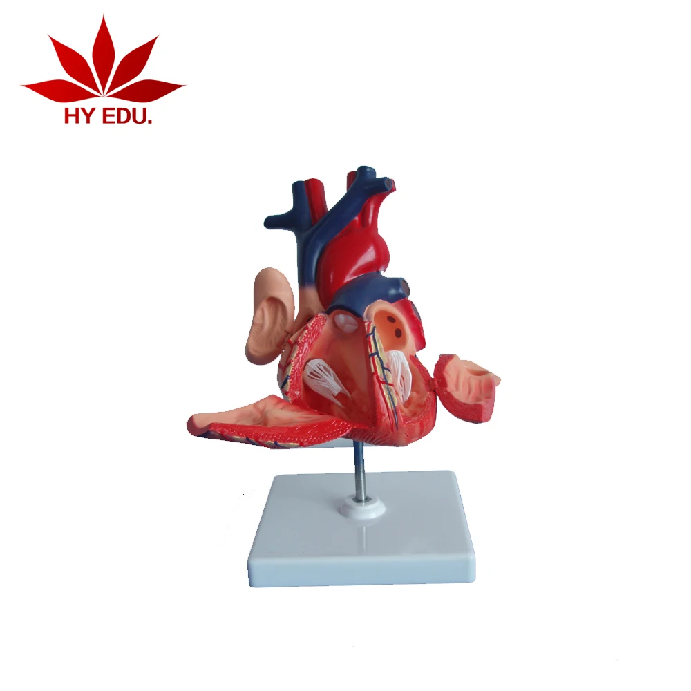 Best selling human enlarged heart model for medecal teaching