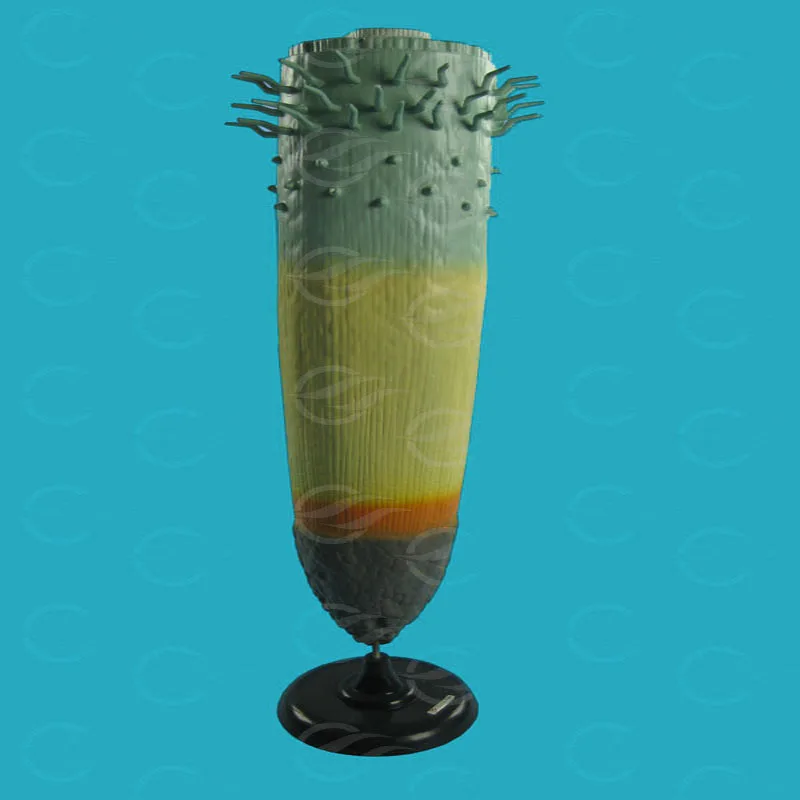 
Biology Teaching Aids Anatomical Root Structure Model 