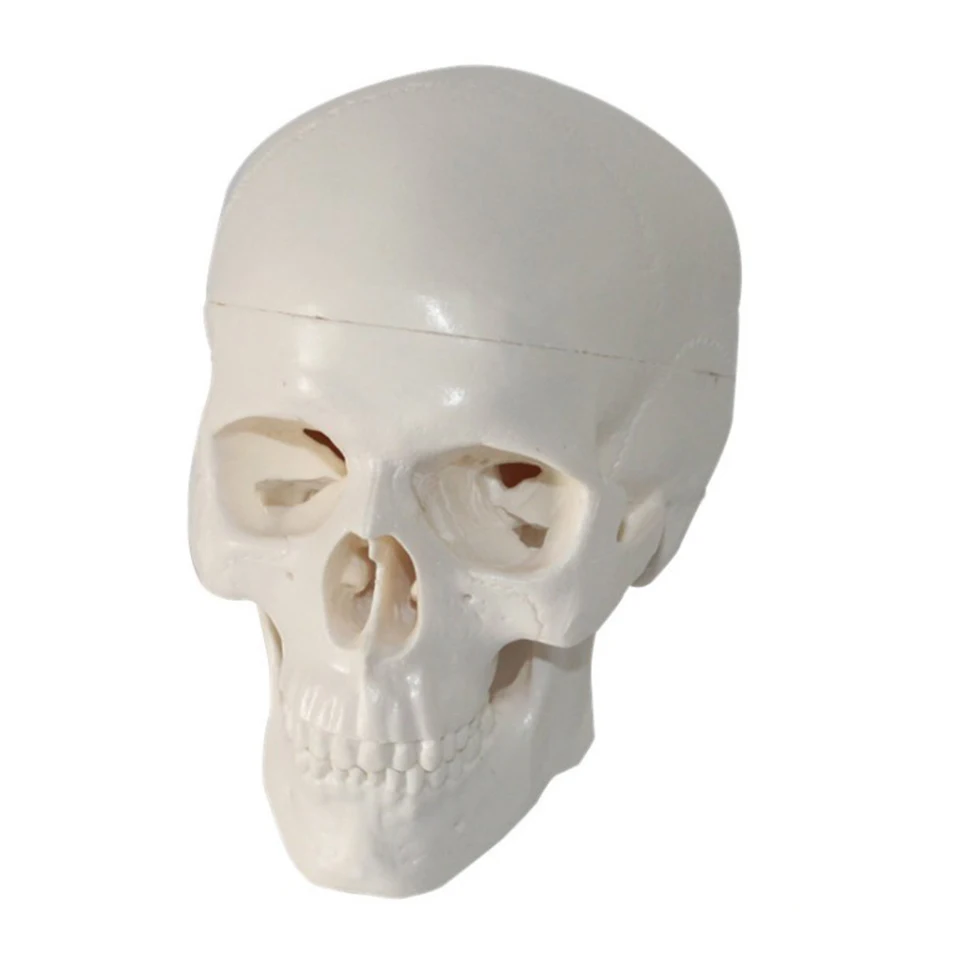 Hot Sale PVC Miniature Anatomical Skull Model for Medical Training for Nurse Education and Medical Science Teaching in Schools