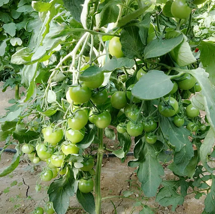 
Green pearl F1 Green cherry small tomato seeds 