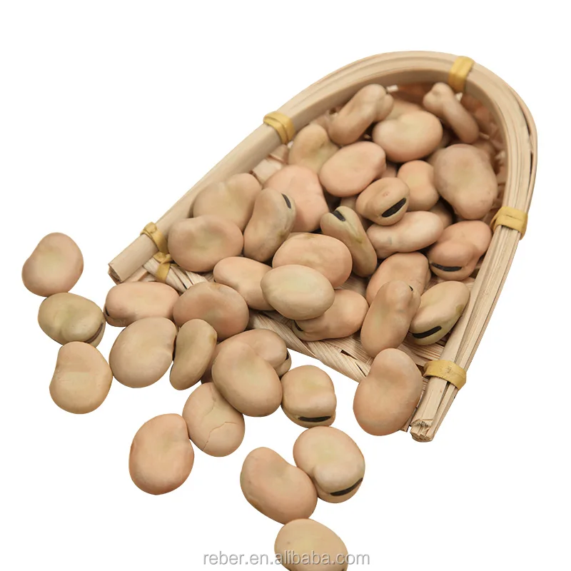 Оптовая продажа фасоль/Широкая фасоль, новый crop2021, выбранный H.P.S в GANSU ORIGIN