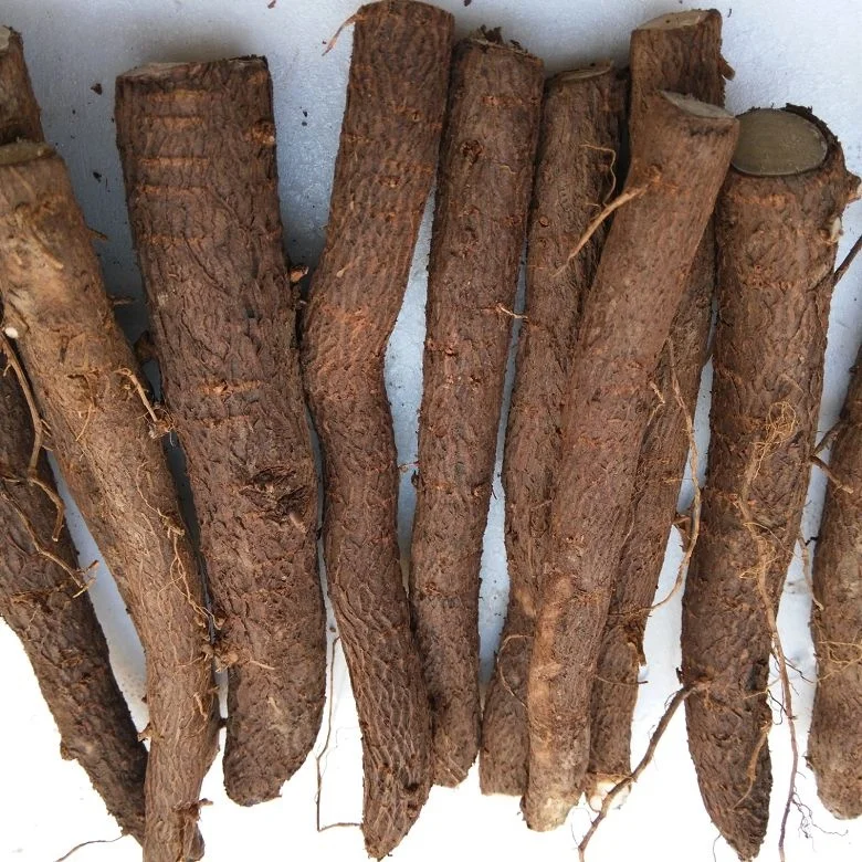 Высокое качество 99% Выживание холодностойкий гибрид paulownia FTE для выращивания