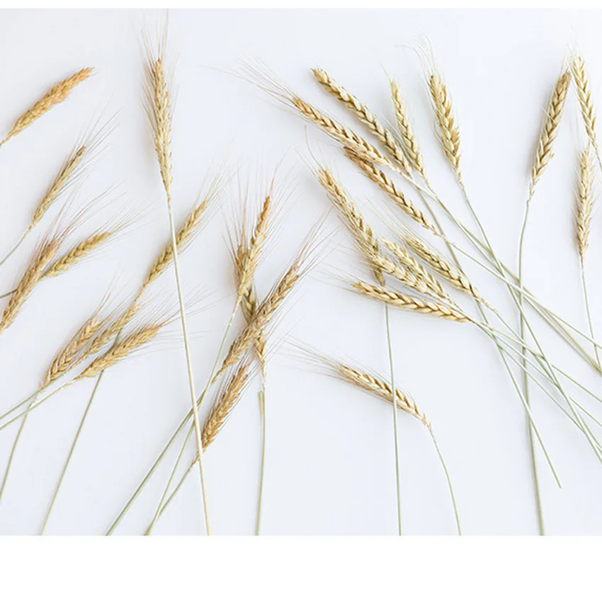 Plants Decoration Artificial Dires Flower Pure Natural Ear Of Wheat