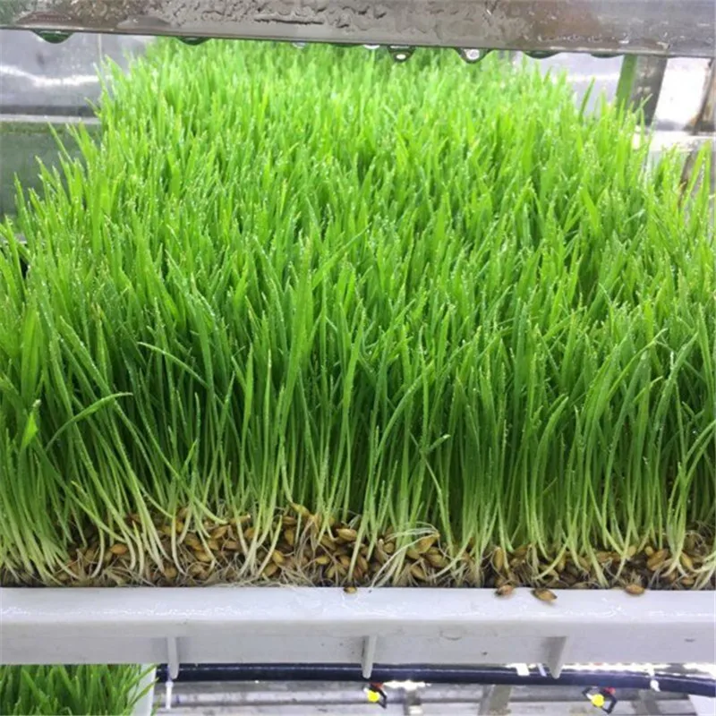 Гидропонная кормовая система/ячмень/Овес/Система выращивания водорослей