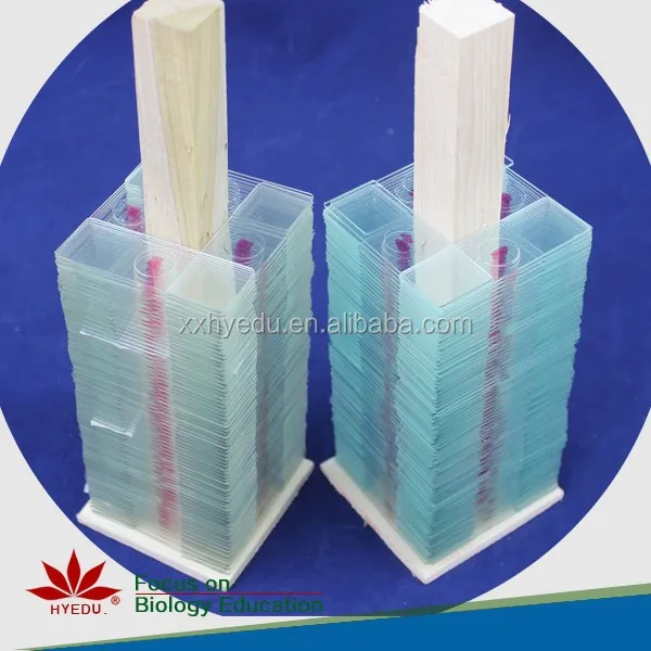 
High quality bacteria prepared slides Prepared microbiology bacteria slide set laboratory accessories 