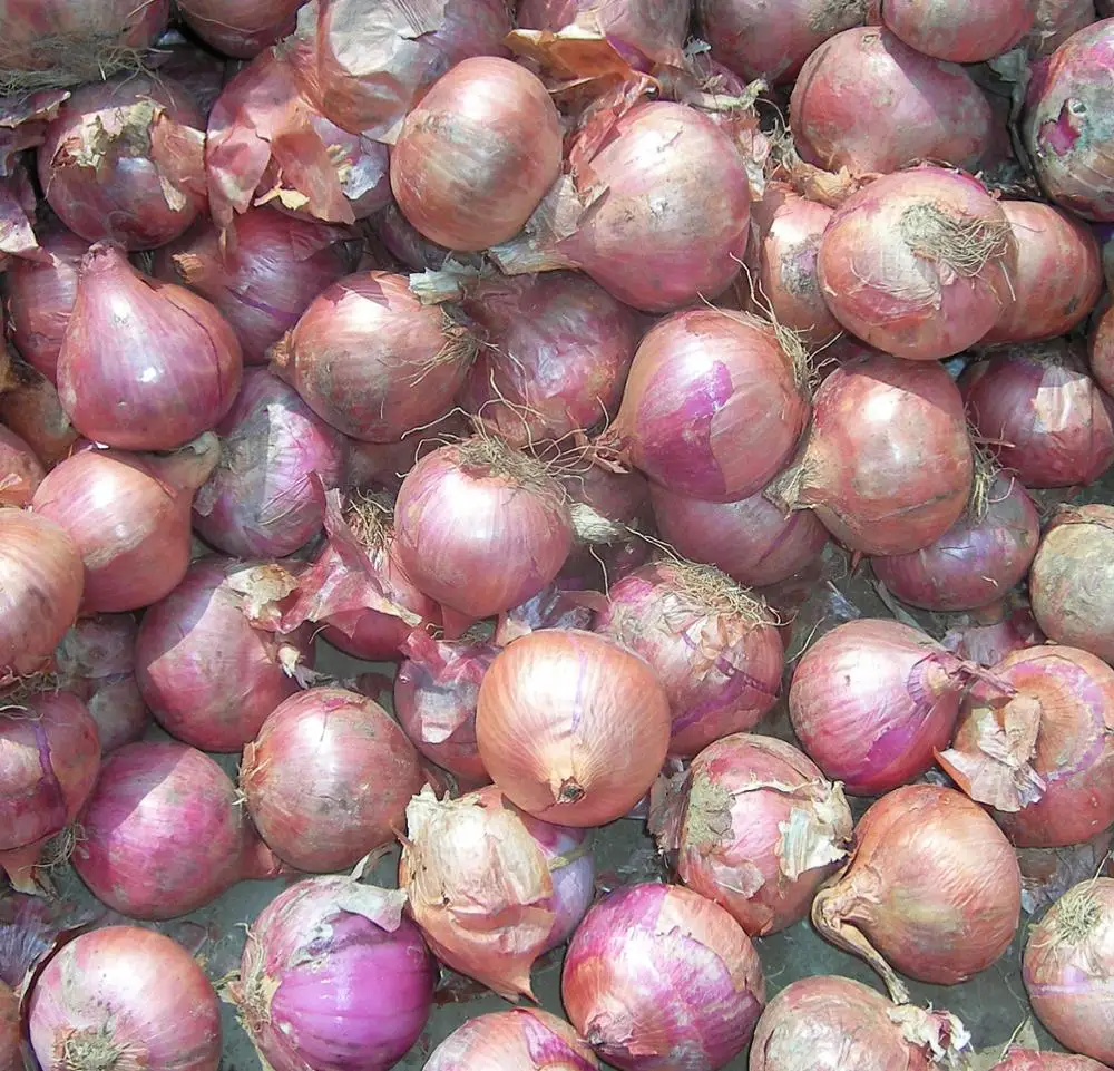 Fresh new onion on promotion