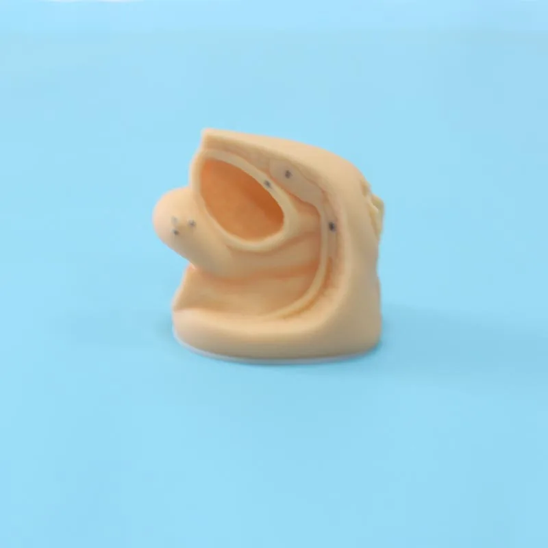 ADA-H6D medical science human simulation female genitalia and urethral catheterization 3D training models