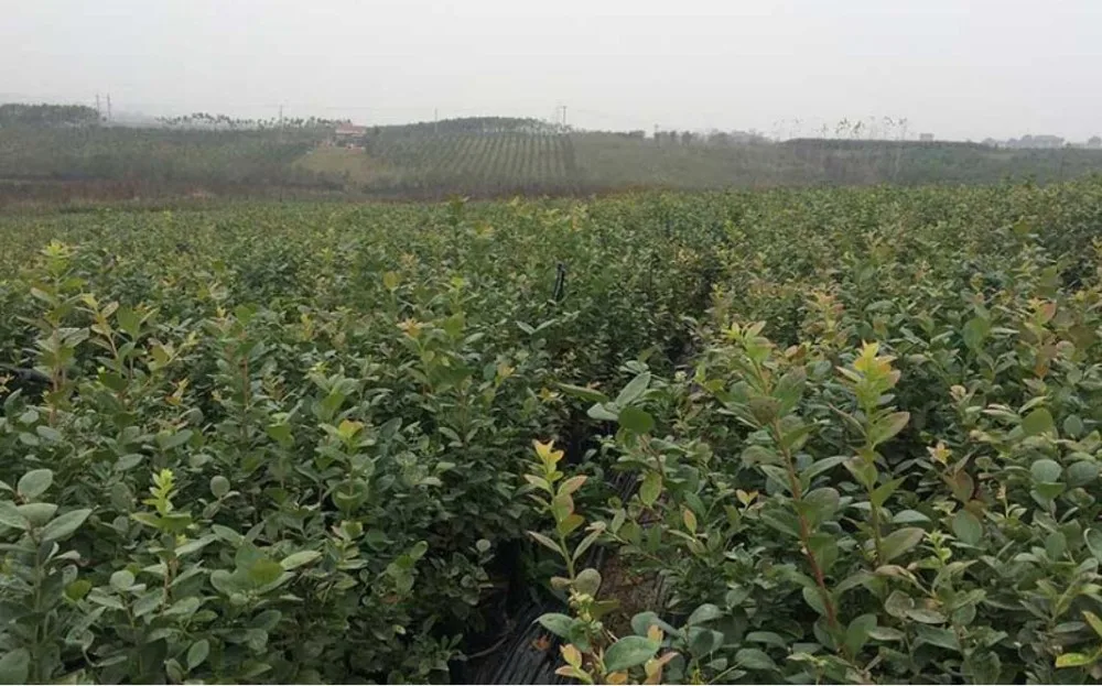 Настоящие растения горячая Распродажа рассады фрукты всесезонные саженцы для культивирования тканей черники