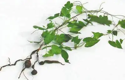 
Raw dried Fleece-flower Root slices Fo Ti Radix Polygoni Multiflori herbal medicine 
