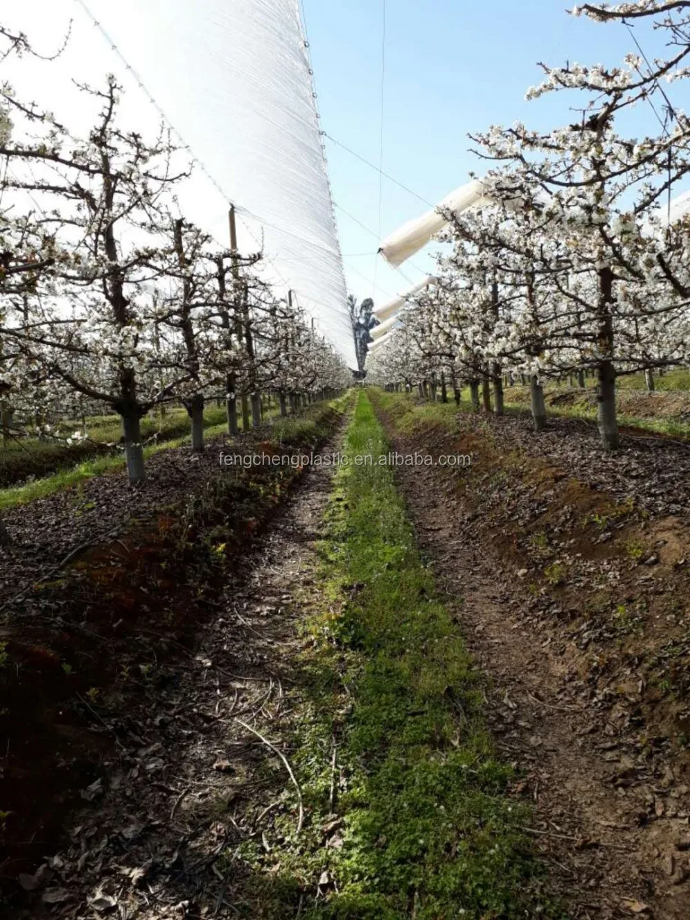 Столового винограда пластиковая крышка/покрытия лозы для виноград сельское хозяйство/винограда дождя Водонепроницаемый Чехол