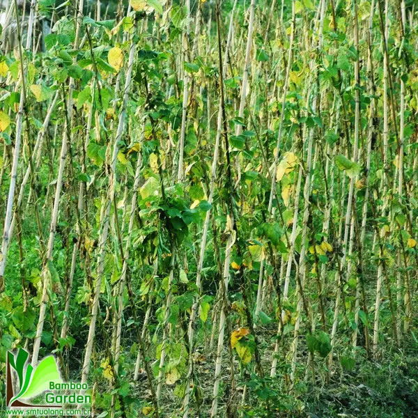 Китайские бамбуковые палочки