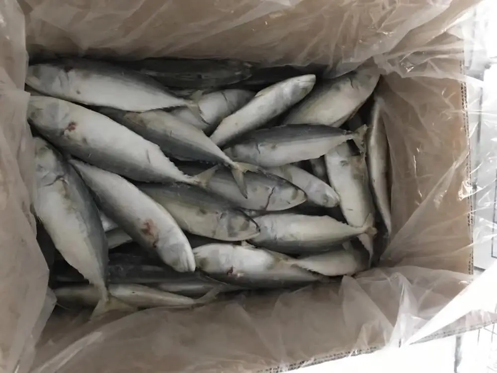 Grade AA frozen whole indian mackerel 6-8 for sale