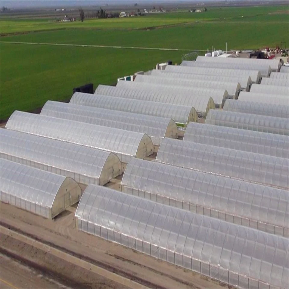 Стандартный DongJu800 медицинские травы/конопля растут коммерческие однопролетные теплицы поликарбонатные листы крышки