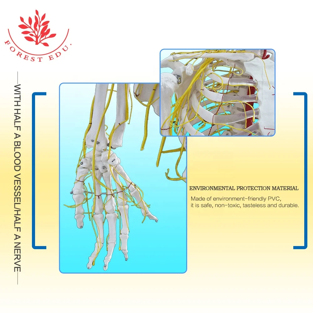 Модель анатомического скелета для обучения человеку с нервами и кровеносными сосудами