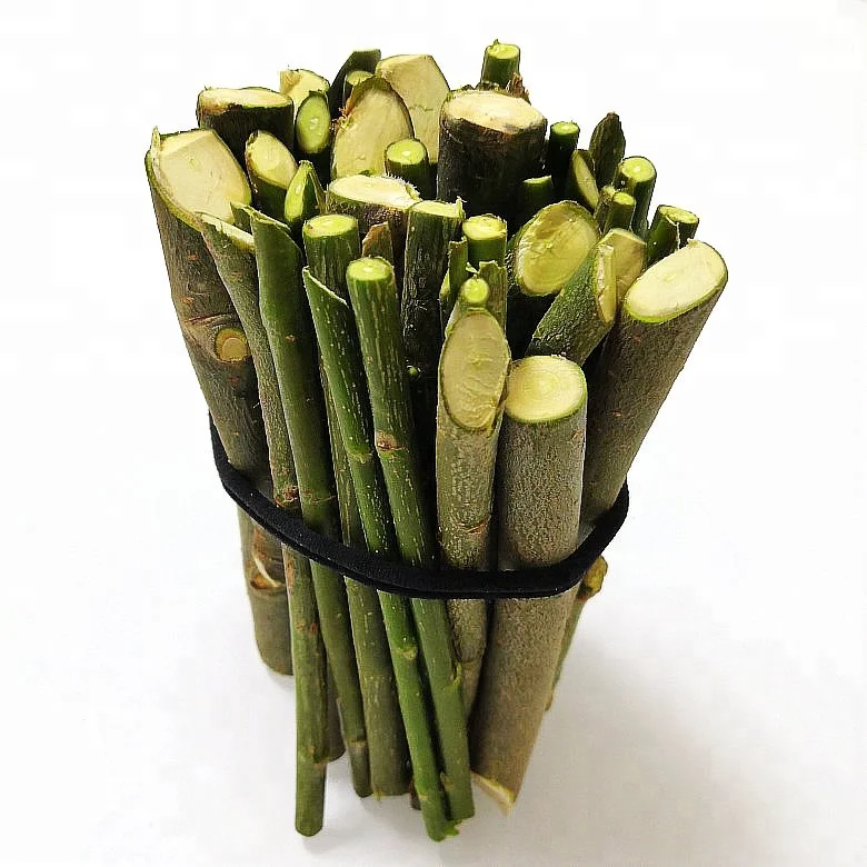 dry and water resistant willow stick plants for timber