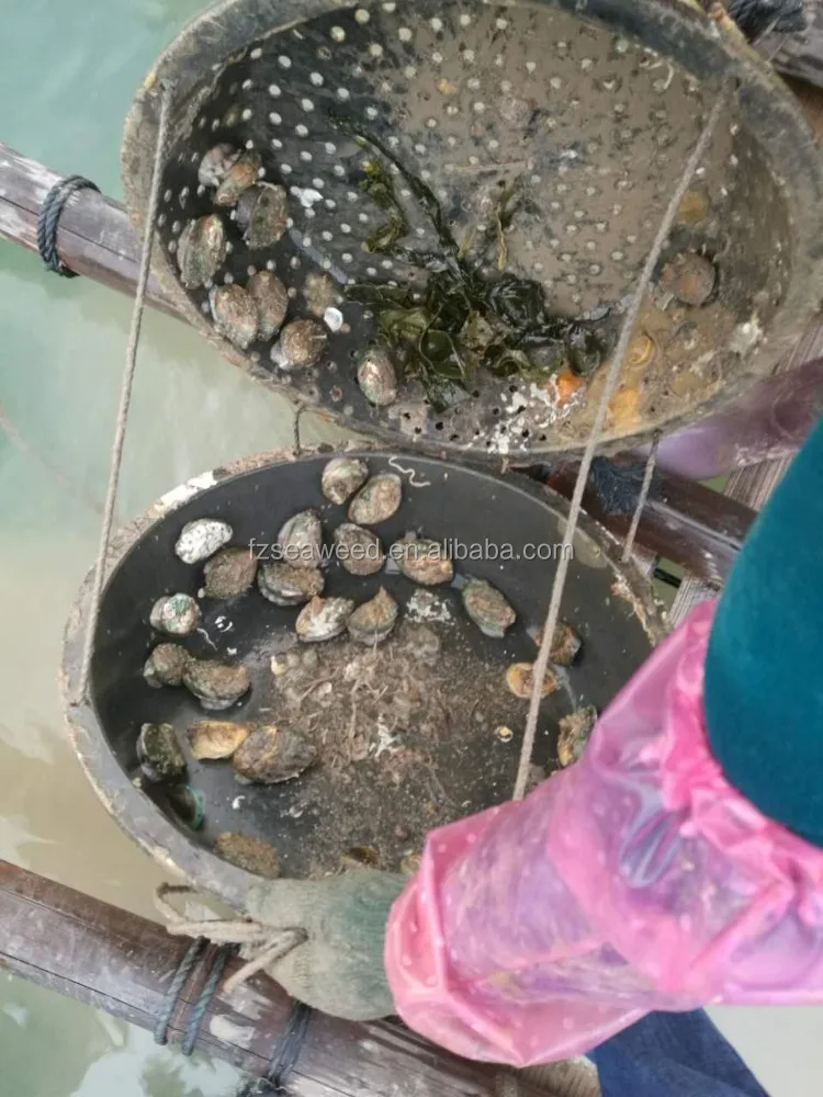 Dry Seafood Abalone Dried Abalone For Sale