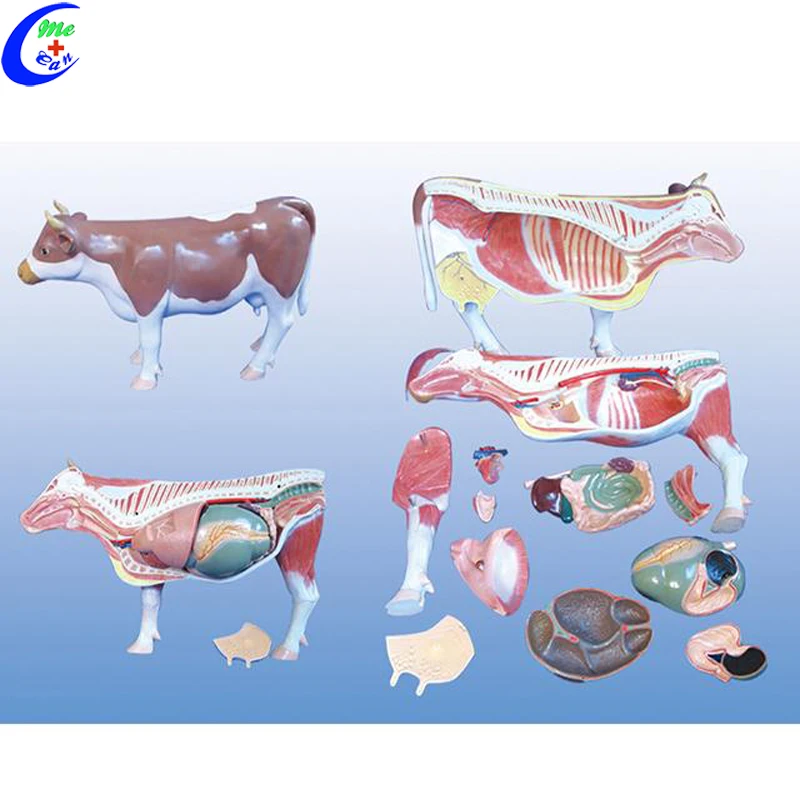 Medical Teaching Cattle Animal Bovine Anatomical Dissection Model Vet Animal Cow Anatomy Model