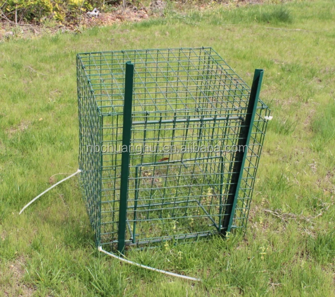 Hot Sale Arsen Magpie Trap Folding Galvanised Steel Pest Bird Cage Trap