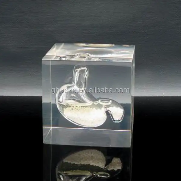 
Acrylic Stomach Paperweight Liquid Filled Paperweight Factory 