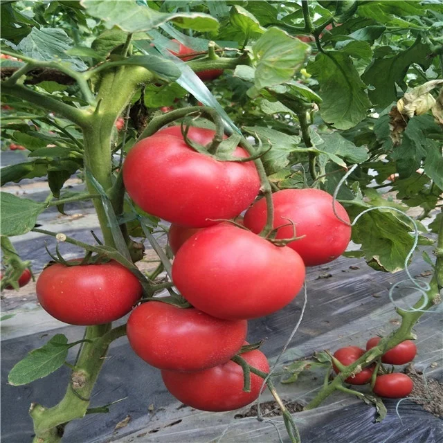 
Suntoday Indeterminate TY high yield turkey heirloom tomato seeds pink 10gr/bag 