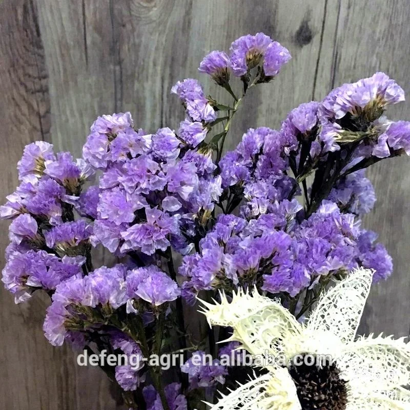 Dried flower limonium sinense for home decoration forget me not flower