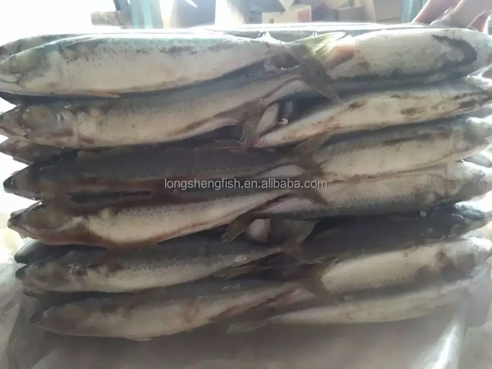 Hot Selling Cheap Price China fish factory Wholesale sea Frozen Pacific Mackerel