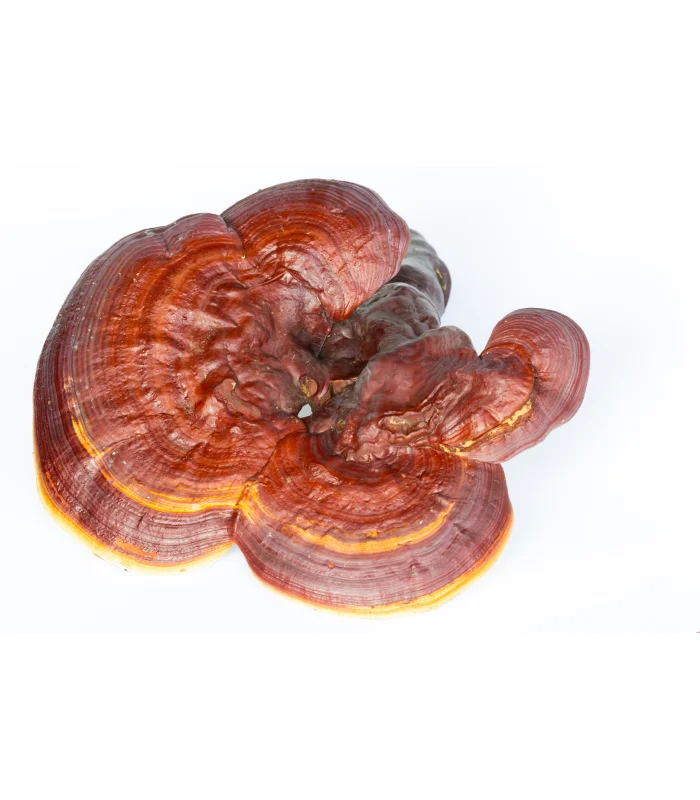 Экстракт грибов Detan Reishi Lingzhi