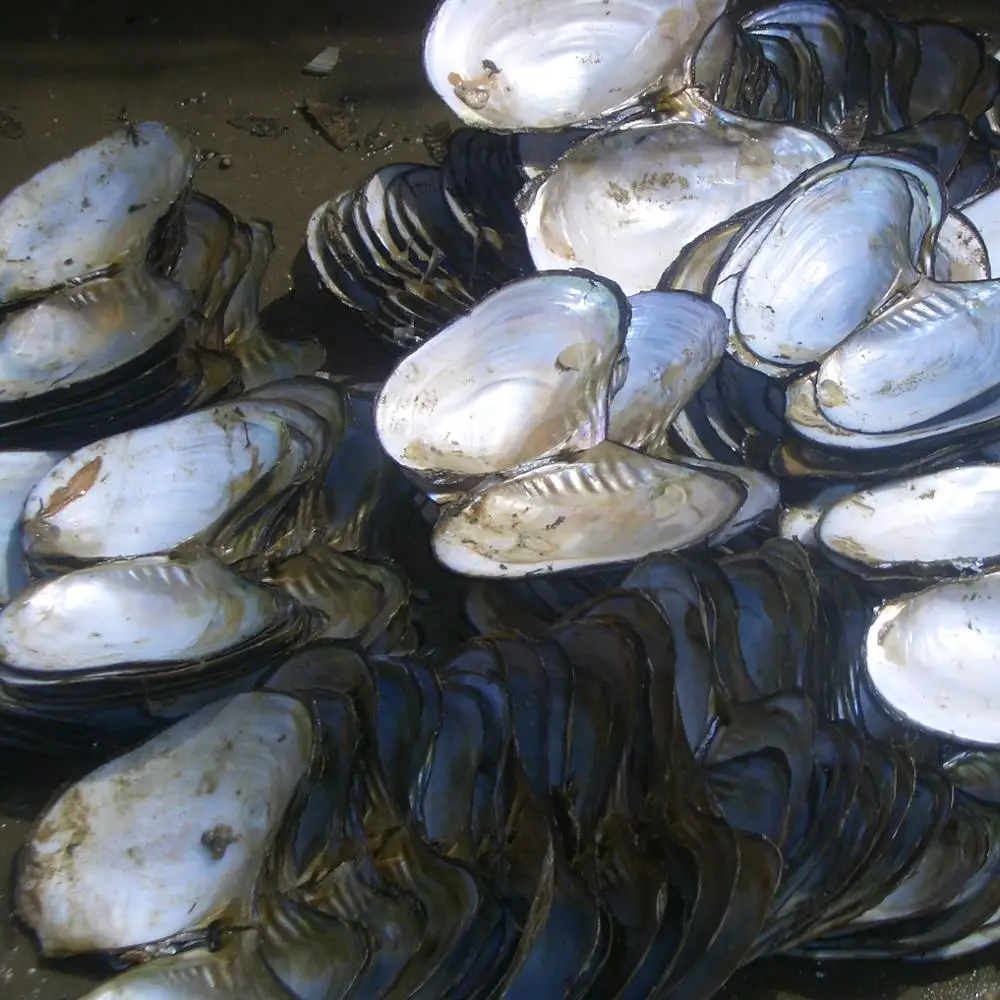 Promotion Price Chinese Freshwater Pearl Shell River Seashell in Cheap Price