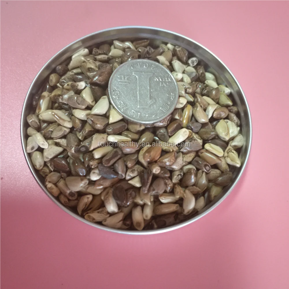 2021 mexicorn corn grass seed forage seedstillers per plant can reach up to more than 100 plants