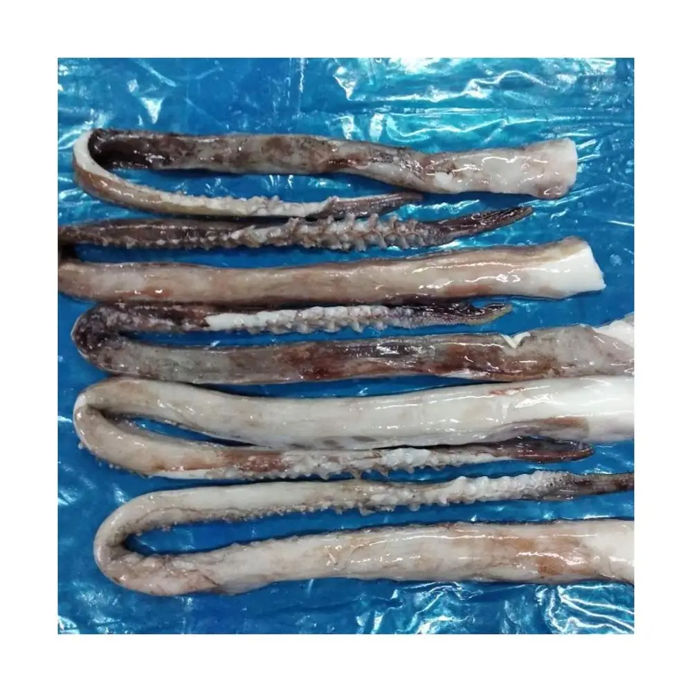 wholesale frozen cheap giant squid tentacles fish bait Squid Sexual Tentacles