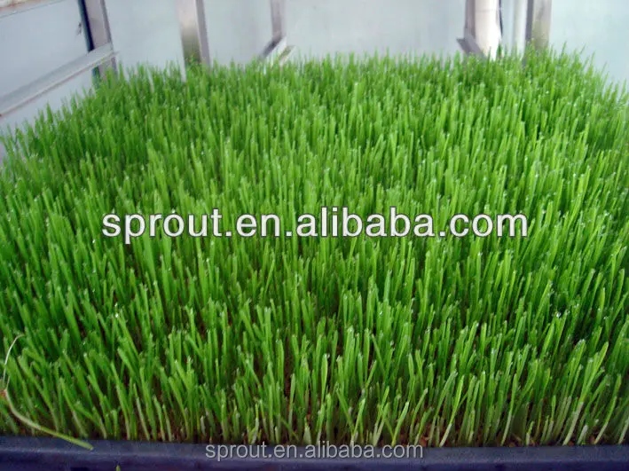 
Pea/Bean /Wheat/Barley Making Machine 