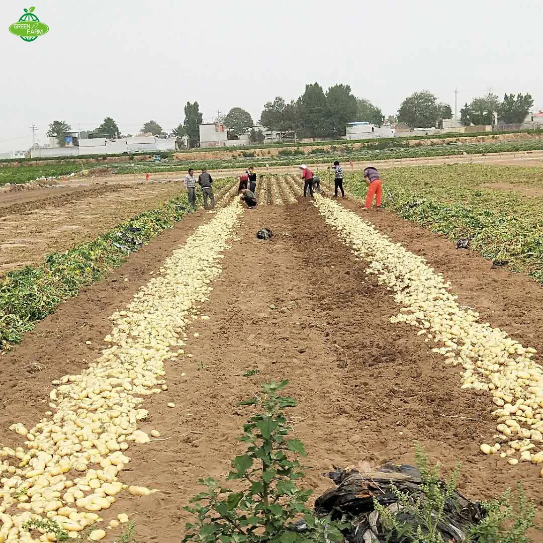 100-250g carton/net bag fresh potatoes looking for global potato buyers