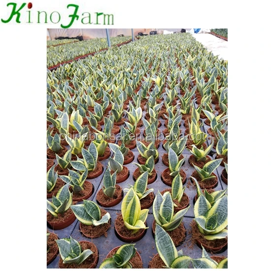 
Golden Hahnii Sansevieria Snake Plant 