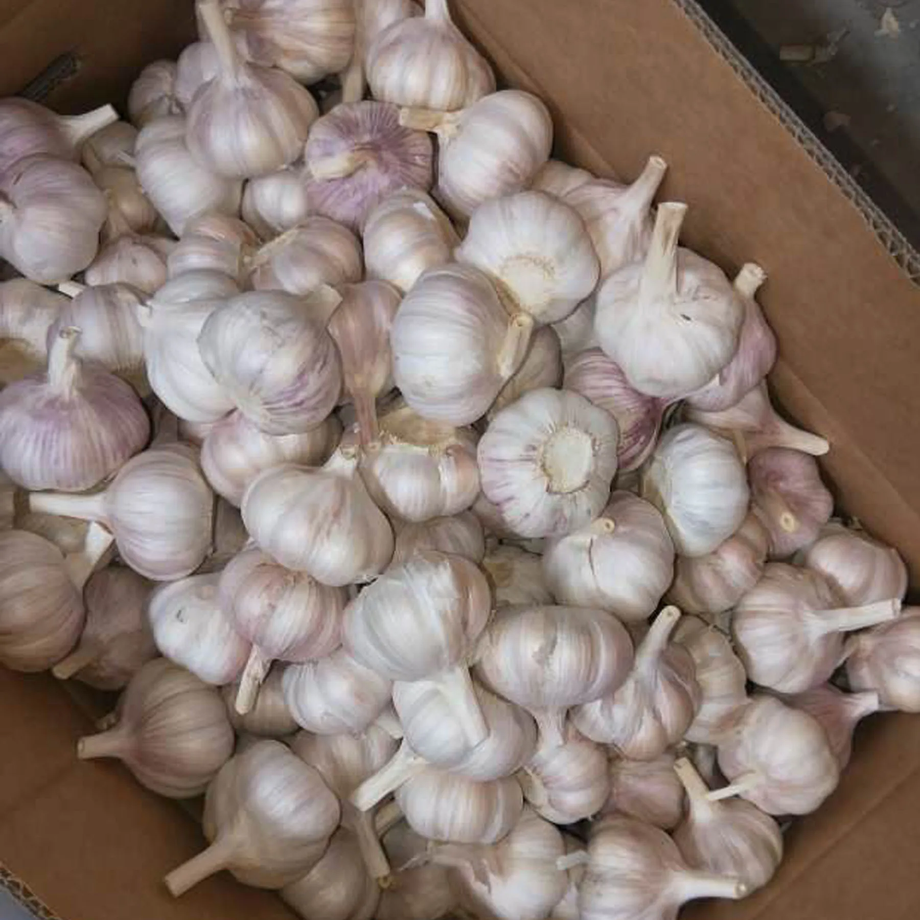 
chinese garlic fresh garlic from China garlic price 