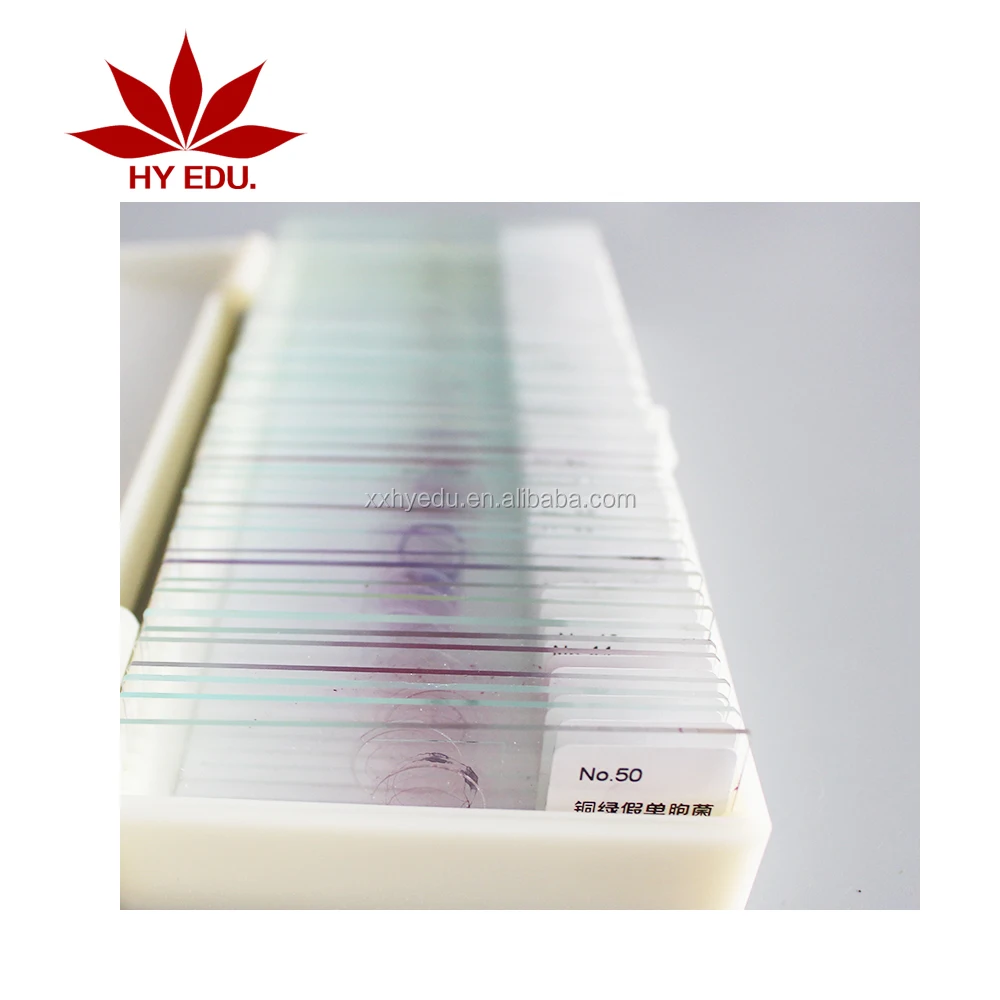 
High quality bacteria prepared slides Prepared microbiology bacteria slide set laboratory accessories 