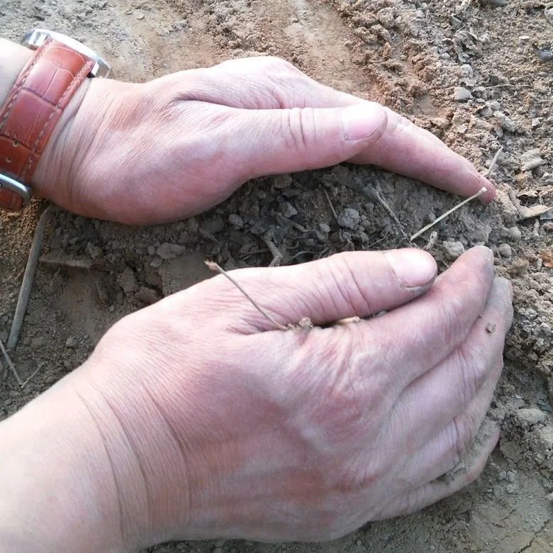 
Pao tong cold resistant fast grow timber use shan tong hybrid paulownia 9501roots for growing 