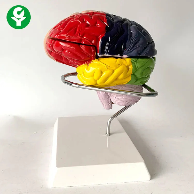 Human Brain model with functional region painted Colored Color brain anatomical model