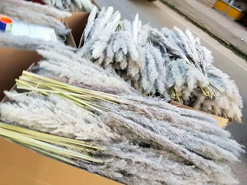 Natural big dried pampas grass Reeds Plumes for wedding garden party decoration High quality
