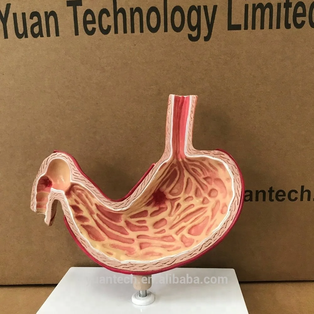 Human Stomach Anatomy Structure Plastic Model 2 Parts