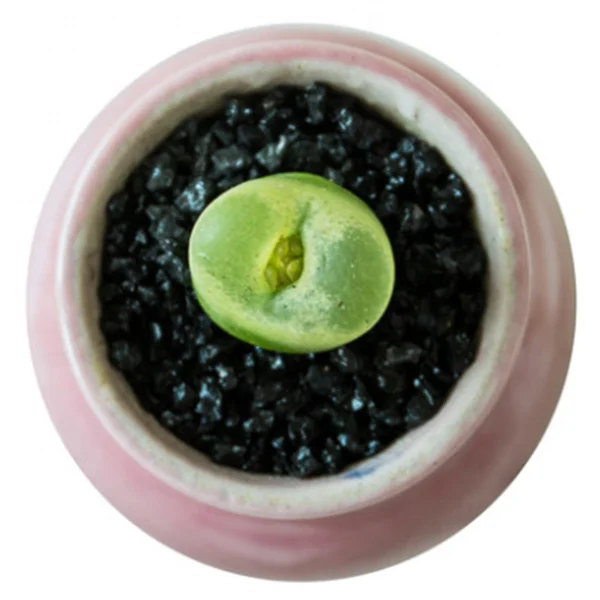 
Wholesale Succulent Plants Conophytum maughanii with LOW PRICE 