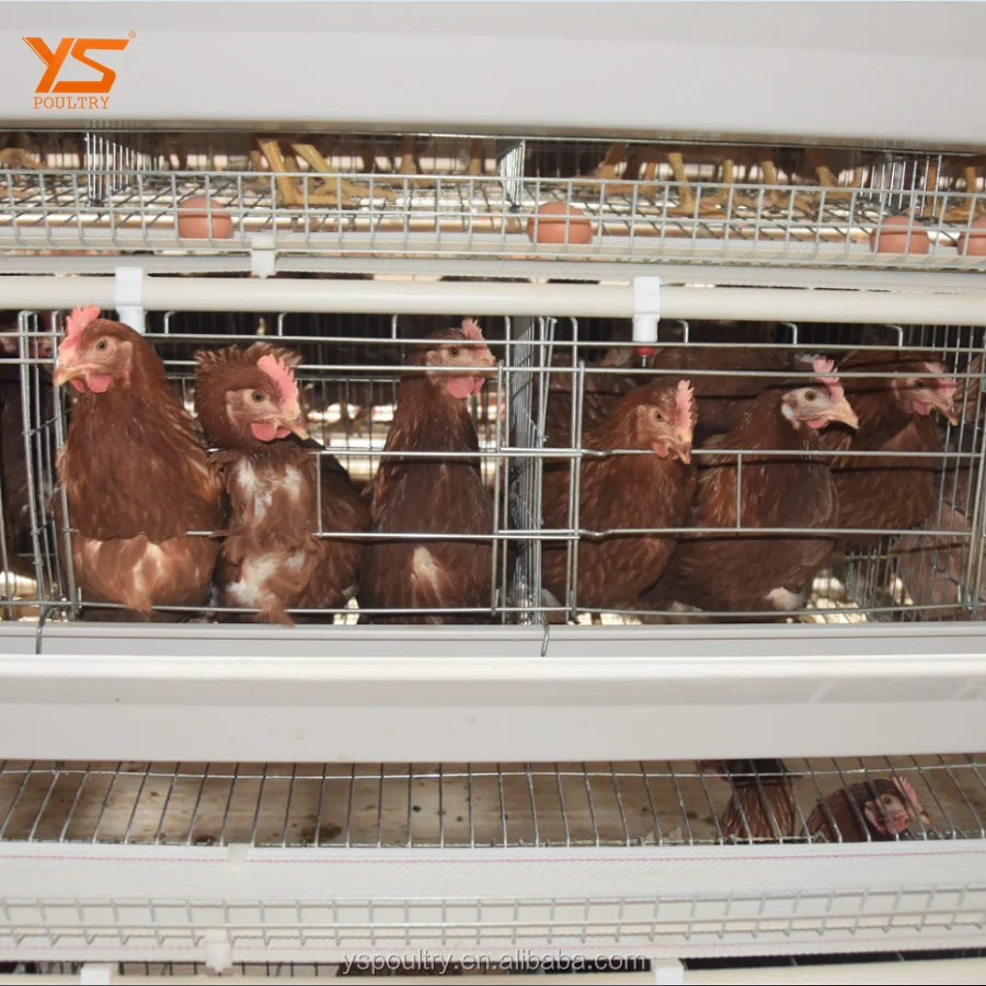 Chicken Layer Poultry Cage With Poultry Farm House Design Service
