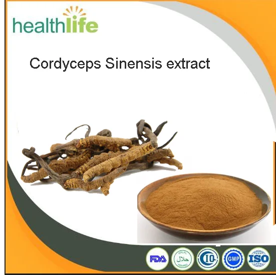 
Free sample wild organic Cordyceps Sinensis Extract 