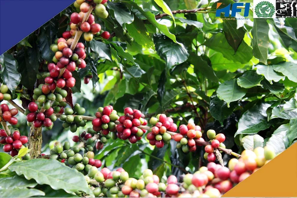 Arabica Luwak Coffee beans