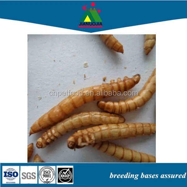 Черви и насекомые с птицами